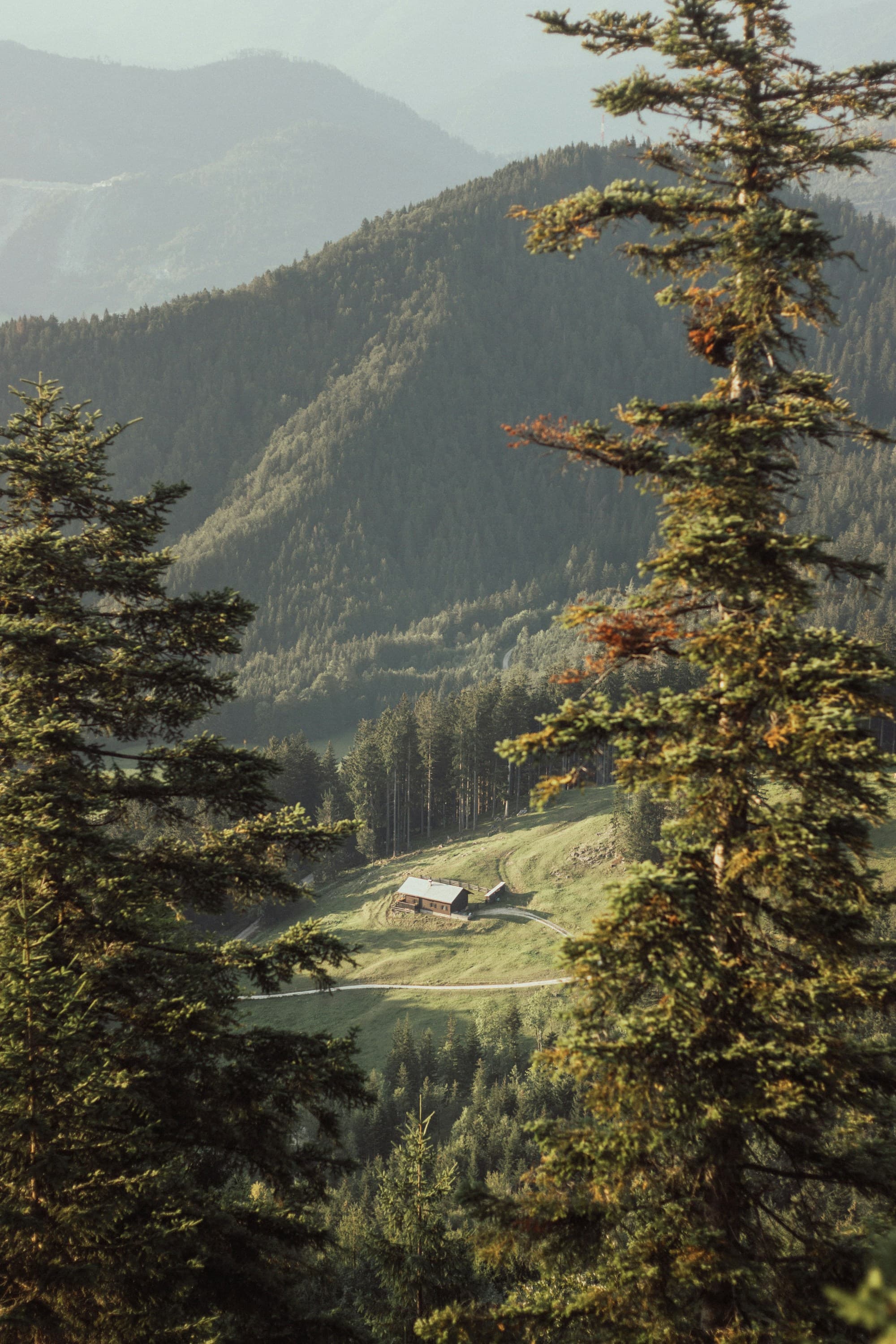 A forested Pyrenees valley in soft morning light.